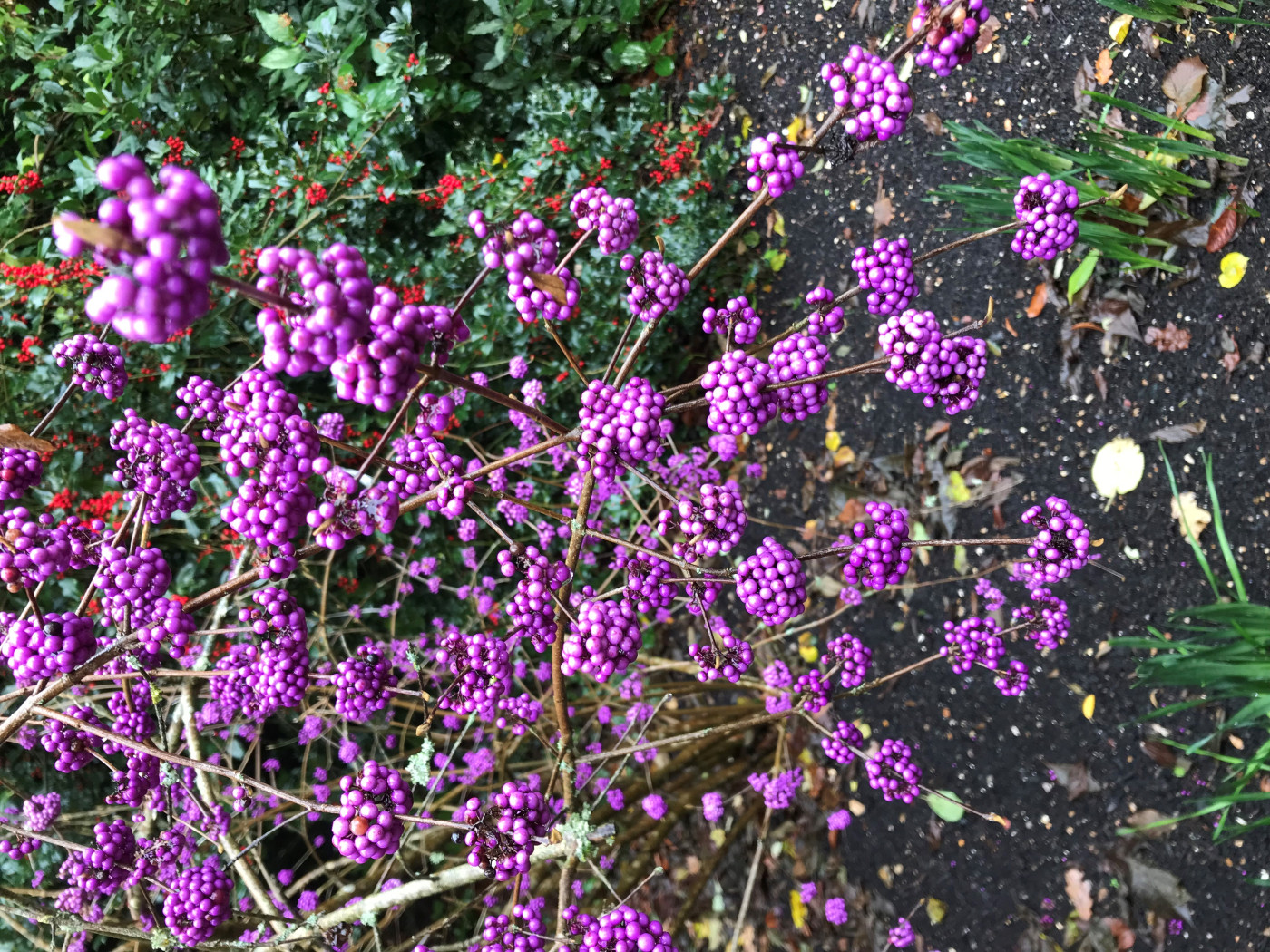 856J - Winter shrub 'Callicarpa'
