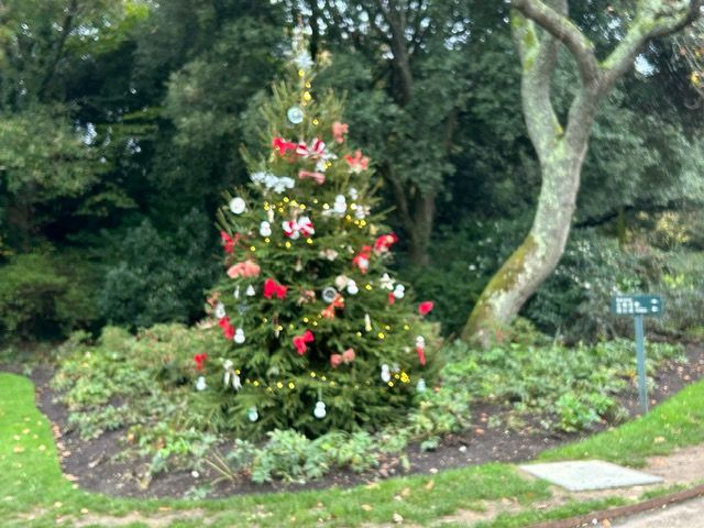 Christmas Trees 2025